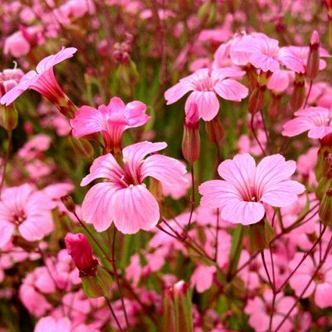 满天星种子花种子四季种室内盆栽植物草花卉园林绿化景观包邮