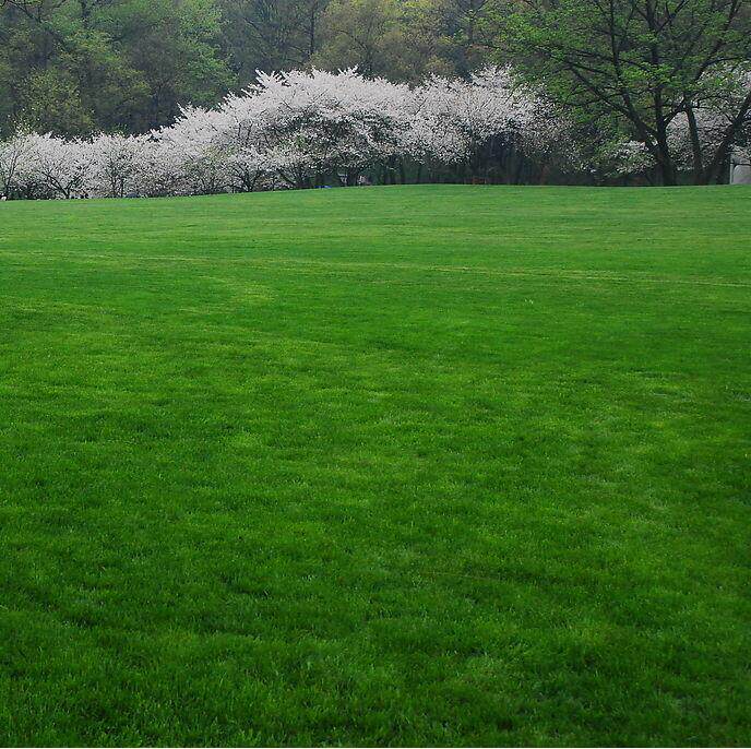 早熟禾草种子草坪速成草皮草地庭院公园进口四季耐寒耐旱