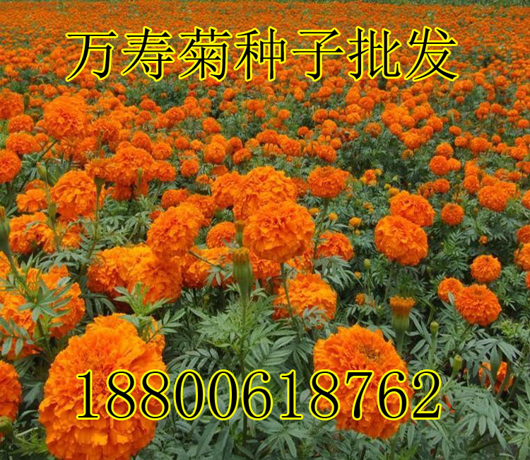 万寿菊花种子花卉鲜花耐寒四季播种园艺园林景观工程绿化种子包邮