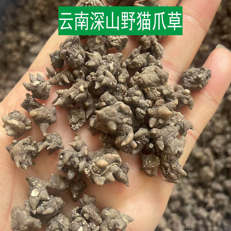 野生猫爪草深山野外生猫爪草药材500g搭配中夏枯草蒲公英郁金