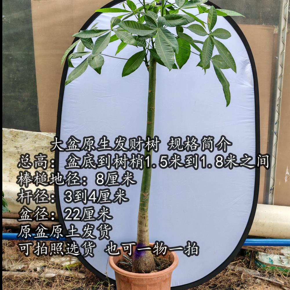 原生发财树盆栽独杆大型绿植观叶网红植物室内招财客厅净化空气