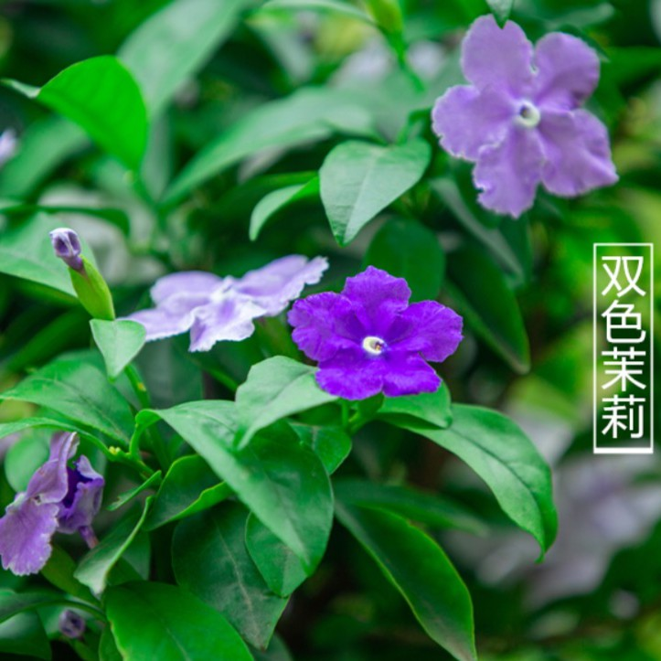 双色茉莉盆栽双色花苗鸳鸯茉莉花阳台室内外盆栽芳香花卉