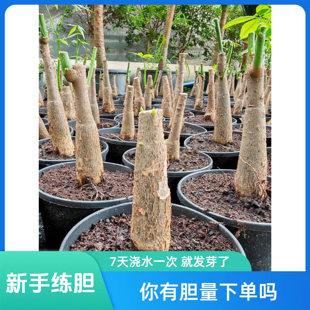练胆发财树无叶片更刺激