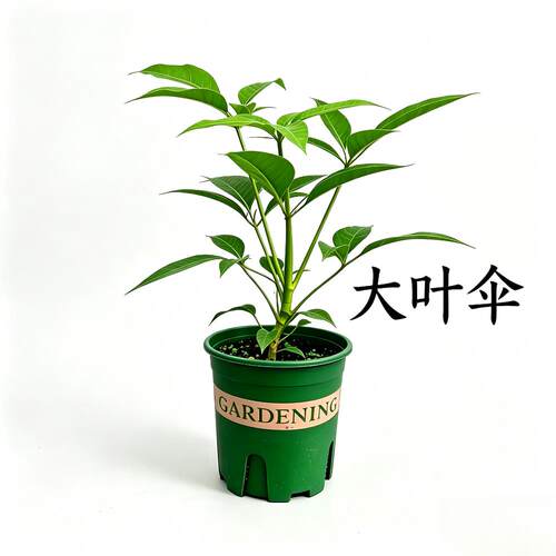大叶伞保罗小盆栽 室内观叶植物 客厅办公室耐阴绿植
