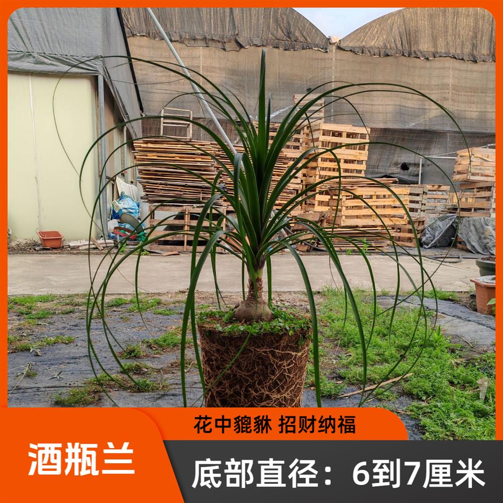 酒瓶兰（球直径6到7厘米）花中貔貅办公室居家店铺摆放招财好养