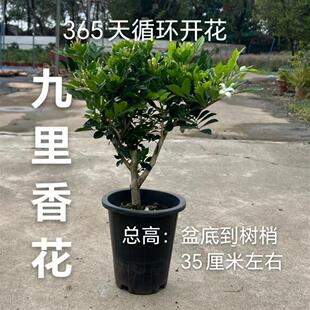【九里香花】浓香型小老桩营养土货盆栽原盆原土发