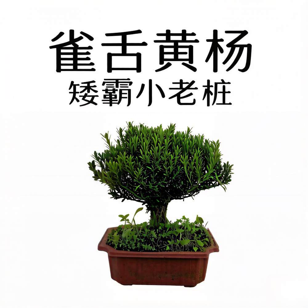 雀舌黄杨矮霸小老桩一物一拍以实物为准四季常青好养植物