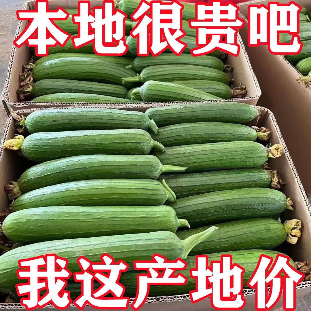 湖北新鲜丝瓜农家露天奶油香丝瓜甜嫩丝瓜当季蔬菜