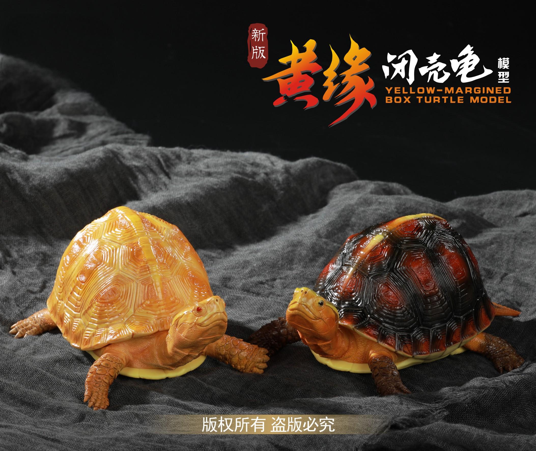 写实款新版黄缘闭壳龟模型手办乌龟模型树脂摆件养龟爱好者必备龟