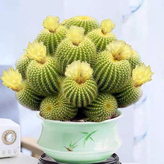 多头金冠仙人球黄色花植物室内清新绿色室外观赏手工摆放仙人掌