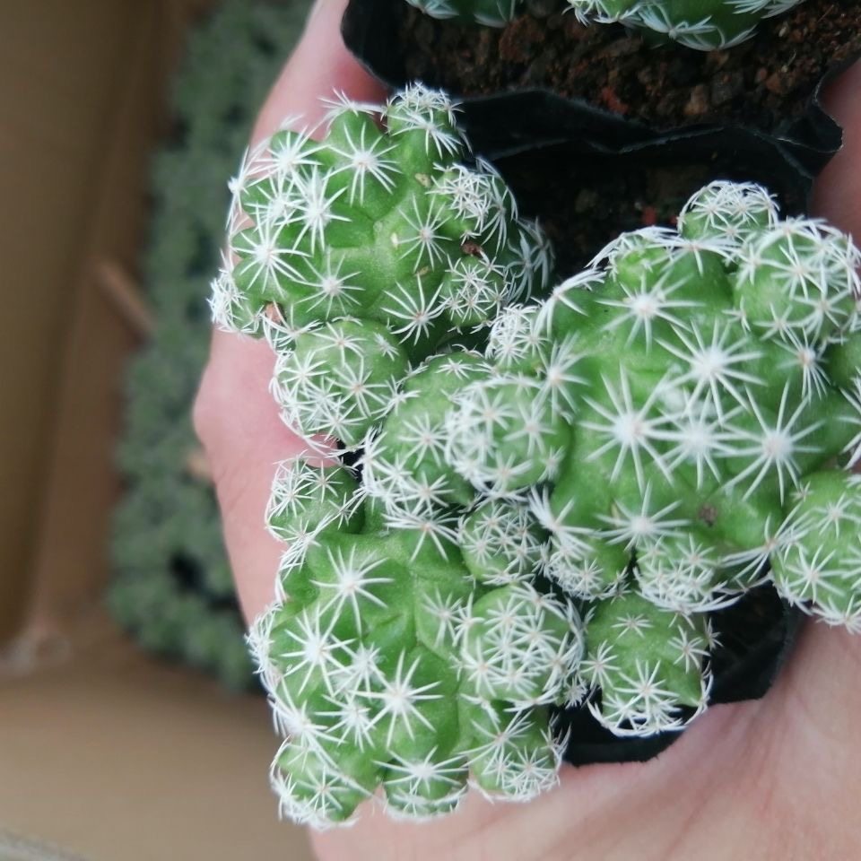 白鸟仙人球多肉植物 办公桌 客多肉植物