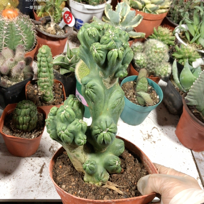 紫云罗汉