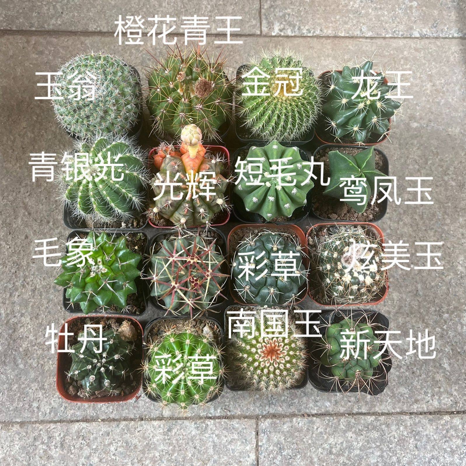 开花仙人球大全新款套装混色盆栽办公室防辐射
