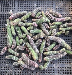 特价红花无根仙人指尺寸2-5厘米毛毛虫白檀好养侧芽包邮盆栽组合