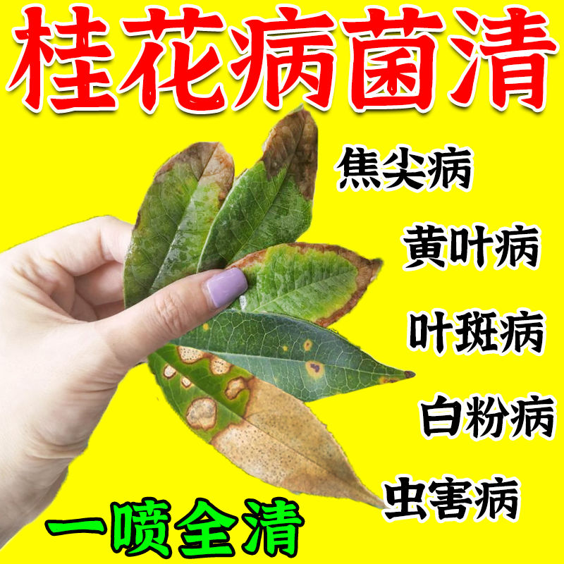 桂花树枯叶病黄叶蕉叶斑病叶尖干枯掉...