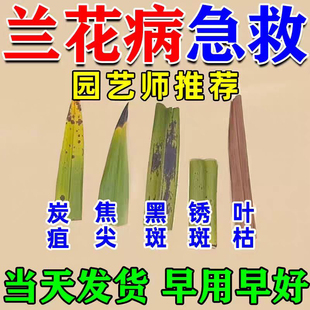 兰花专用营养液肥料正品 催芽促花肥君子兰蝴蝶兰通用防黄叶杀菌药