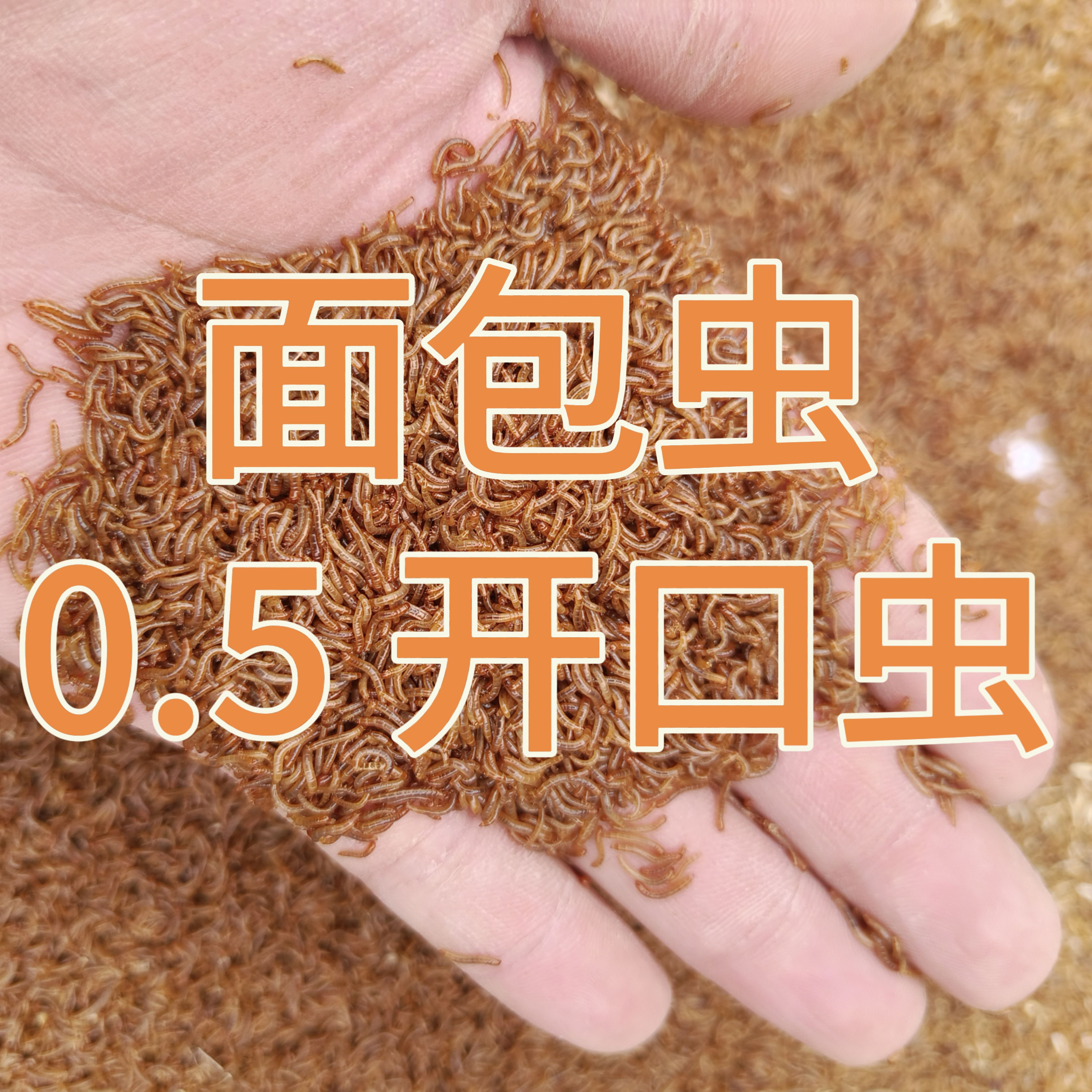 面包虫黄粉虫小虫3毫米8毫米