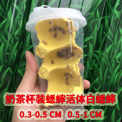 奶茶杯装针头白蟋蟀蛐蛐宠物营养活体食物蜥蜴守宫树蛙龟活虫饲料