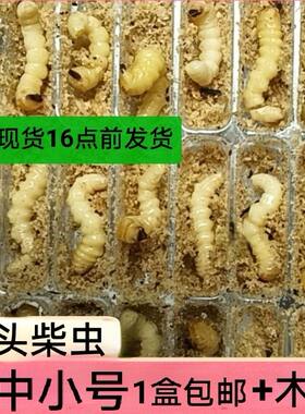 柴虫活虫野生天牛幼虫青冈虫小头松树木虫老母虫财虫青岗虫鸟食料