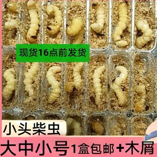柴虫活虫野生天牛幼虫青冈虫小头松树木虫老母虫财虫青岗虫鸟食料