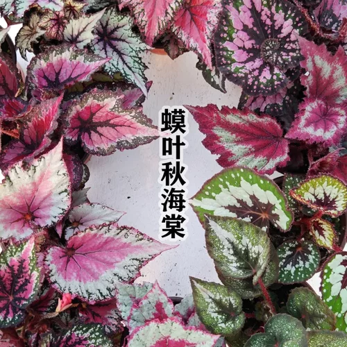 蟆叶海棠·绮彩流光多色丝滑观叶 珍品海棠花卉绿植盆栽阳台耐荫