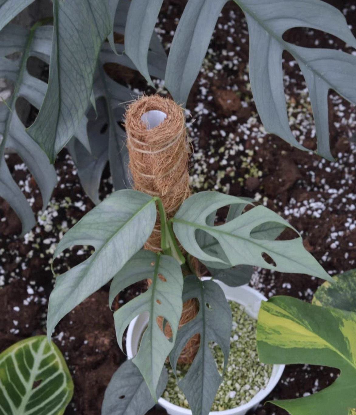 新绿 薄荷锦麒麟尾锦宿雾蓝麒麟尾南天星花叶爬藤植物室内ins网红