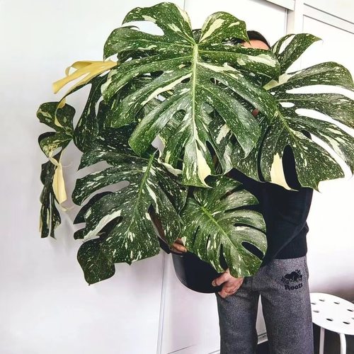 【新绿】（洒金龟背竹）白锦黄锦天南星科室内观叶白龟盆栽短茎