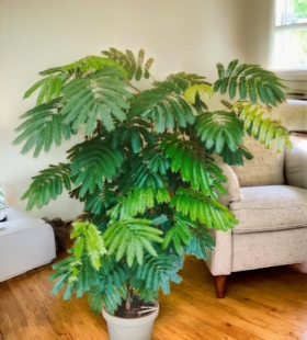 【新绿】密叶猴耳环小豆树网红室内耐阴观叶绿植盆栽热植物绿花