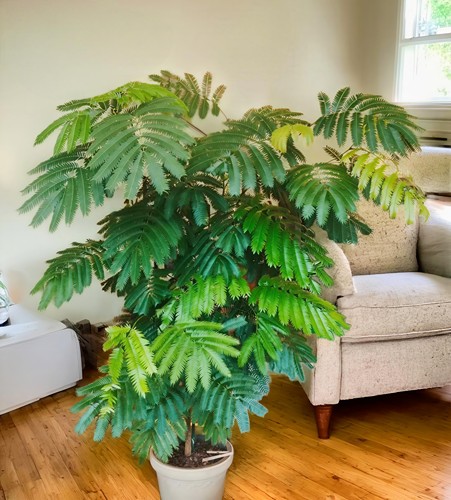 观叶绿色盆栽落地大颗