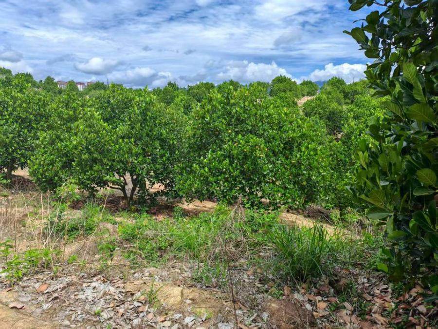 1月8日保亭农场胜利队2559株菠萝蜜树和444株红毛丹树网络拍卖公告