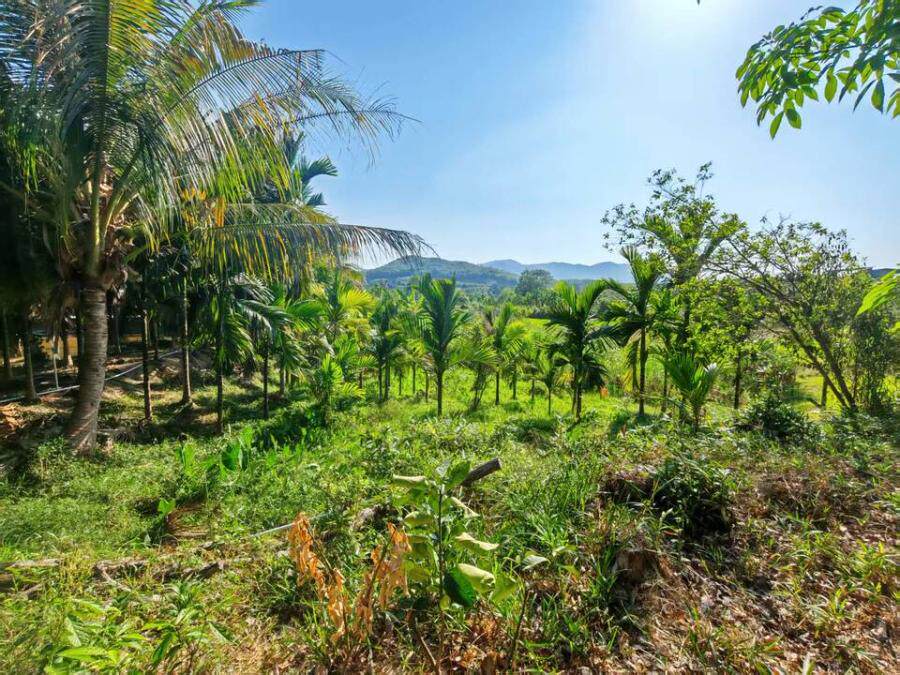 3月20日保亭8宗林地土地使用权及地上建筑物、附属物网络拍卖公告