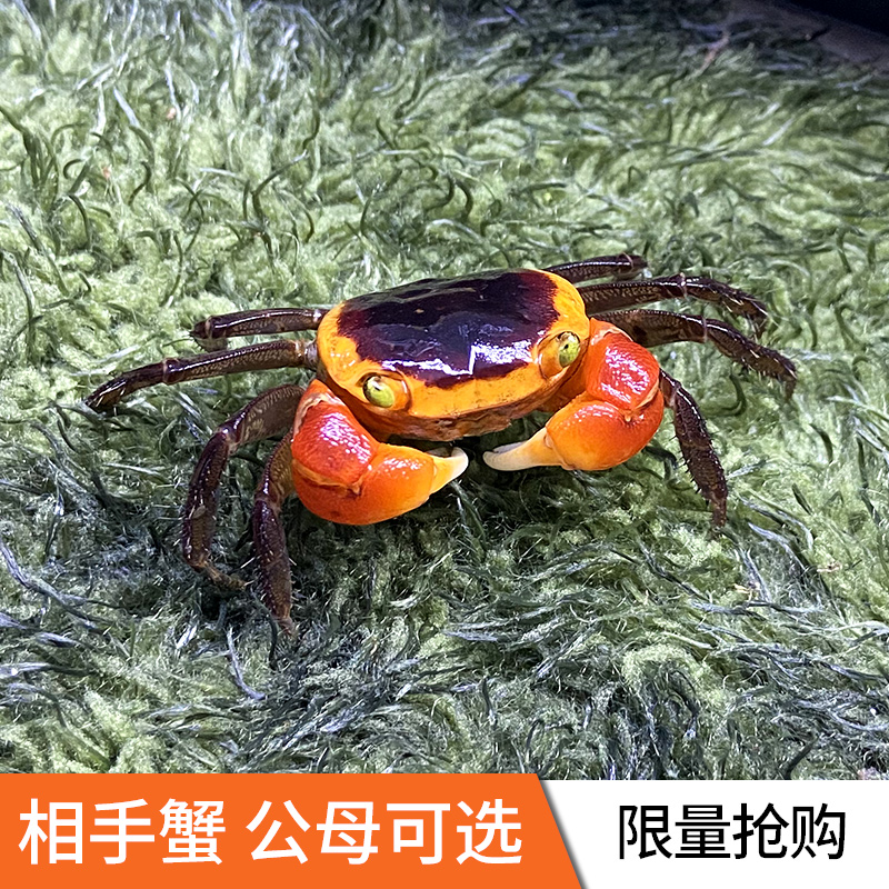 印尼奥氏后相手蟹宠物蟹观赏蟹桌面小宠物公母可选