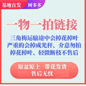 介意慎拍 三角梅直播链接 三角梅运输途中会掉花掉叶
