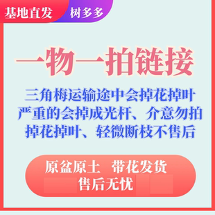 三角梅直播链接（三角梅运输途中会掉花掉叶、介意慎拍）
