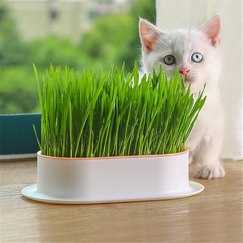 猫草无土水培小麦盆栽化毛草猫咪化毛球懒人猫薄荷猫零食猫咪用品