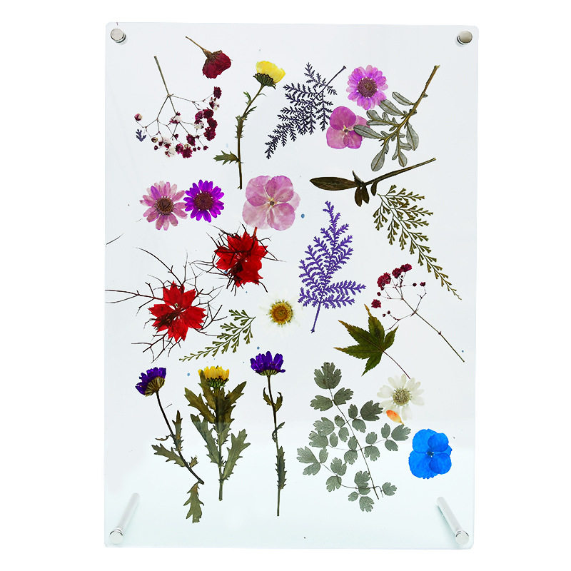 创意手工diy干花压花标本