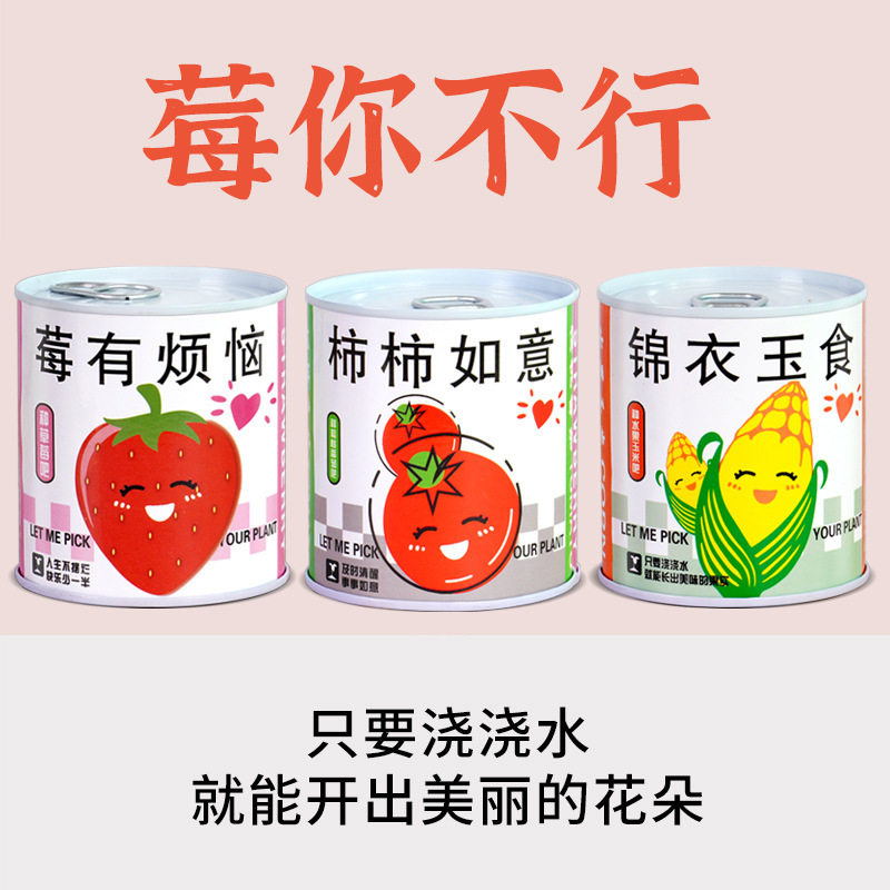 种植易拉罐盆栽绿植盲盒图片