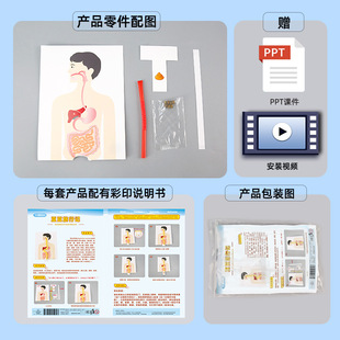 科学实验豆豆旅行记 科技小制作手工DIY人体消化系统拼图早教玩具
