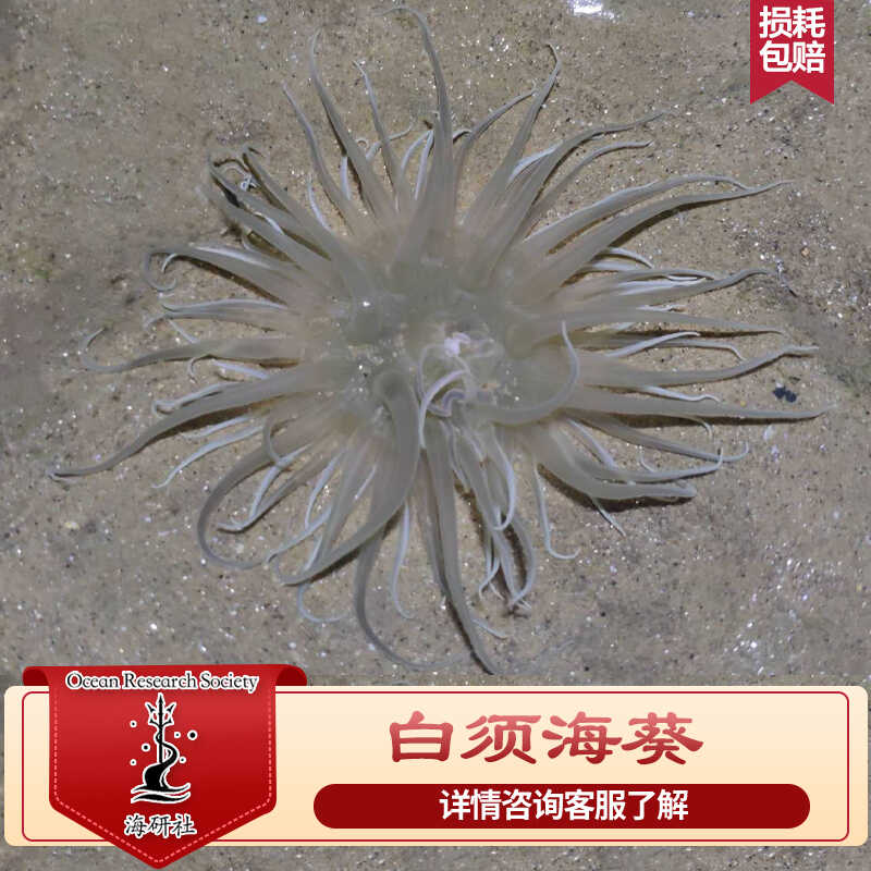 白须沙葵海葵活体 海水鱼缸观赏生物 海洋生物 观赏海葵海缸顺丰
