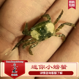 海水生物豆豆蟹食腐吃残渣翻砂海缸珊瑚共生包邮包损