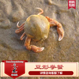 海水生物玉蟹豆形拳蟹翻砂海缸珊瑚共生包邮包损