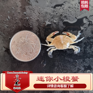 迷你小梭蟹海水生物食腐吃残渣翻砂海缸珊瑚共生包损
