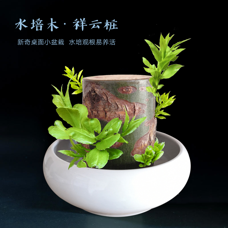 水生植物小型多少钱 水生植物小型优惠券免费领取 有条鱼
