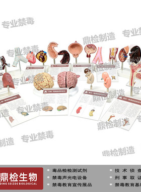 仿真吸毒前后人体器官模型心脏