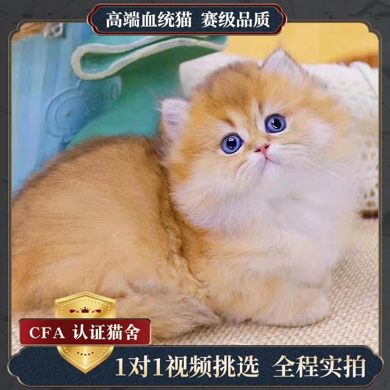 金渐层纯种白高地英短银点渐层宠物猫咪折耳活物体英国短长毛幼崽