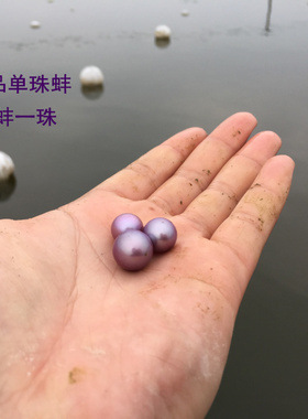 淡水珍珠蚌紫色爱迪生单珠自己开鲜活包邮开蚌取珍珠一蚌一珠