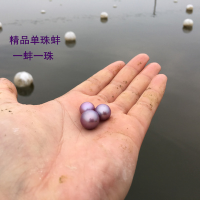 淡水珍珠蚌紫色爱迪生鲜活包邮一