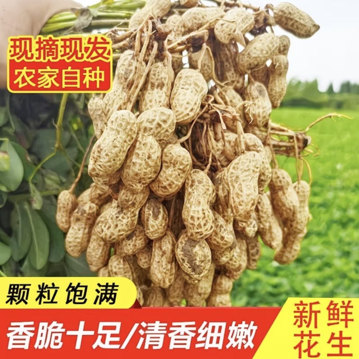 2026年新鲜湿花生农家现挖带壳带