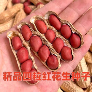 高产红皮四粒花生种子早熟皮薄原种大花生种子优质带壳红花生种子
