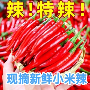 新鲜小米椒 特辣红小米辣 农家现摘 指天椒 小尖椒 坏果包赔批发